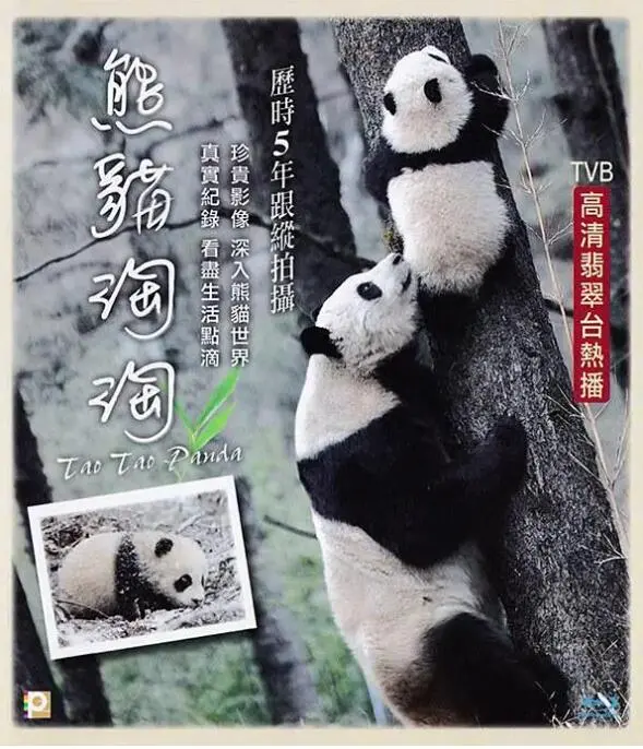 《熊猫淘淘》：不只可爱！这只国宝的内心戏，比你追的访谈节目还精彩！